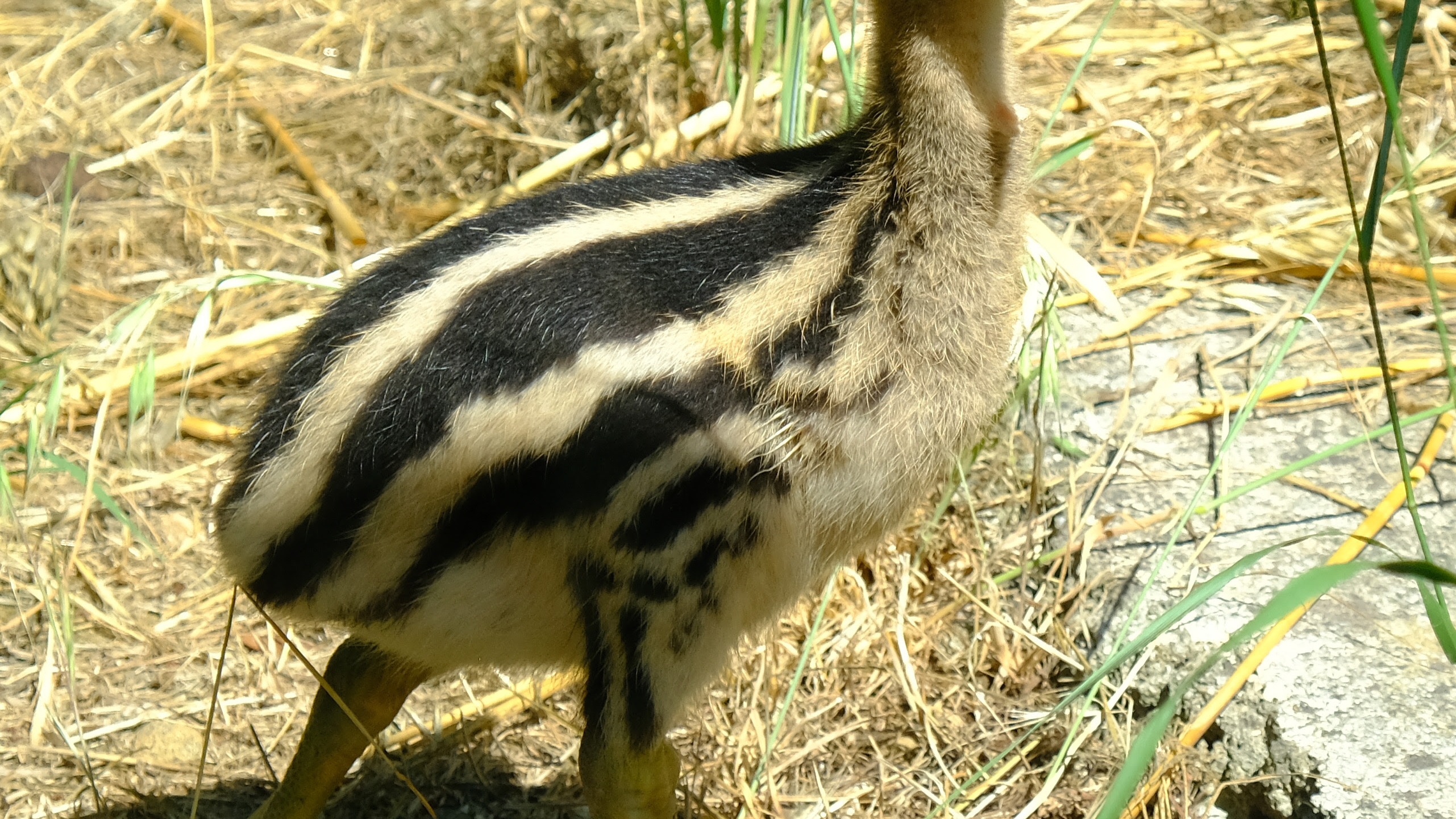 Montpellier : la naissance exceptionnelle d'un poussin casoar à...